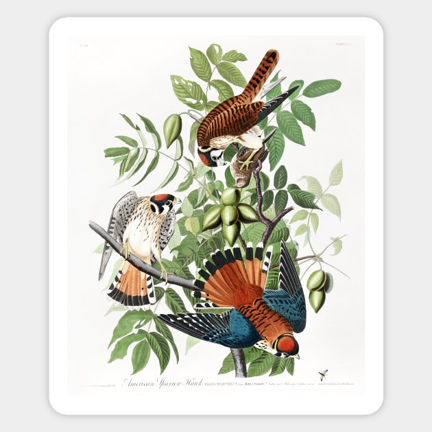 American Sparrow Hawk from Birds of America (1827) Sticker by WAITE-SMITH VINTAGE ART
